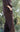 CLASSIC Linen Pants- Chocolate